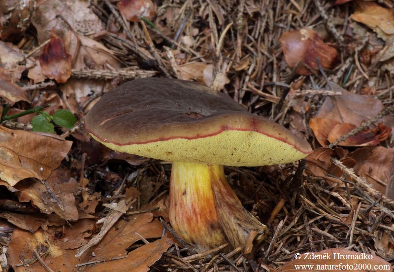 Matt Bolete, Xerocomus pruinatus (Mushrooms, Fungi)